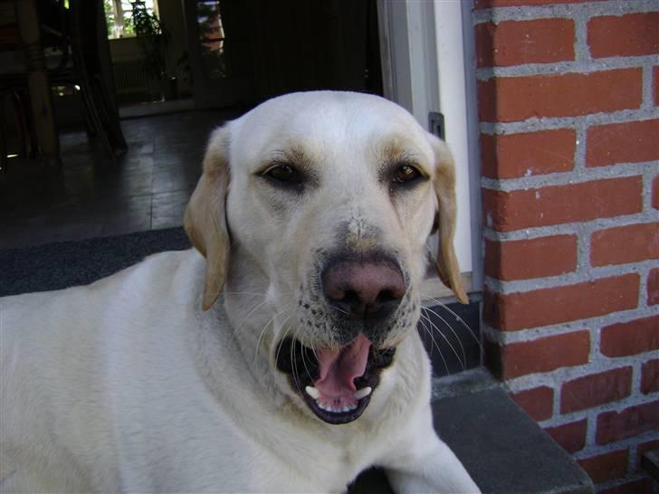 Labrador retriever Chiska - er trært:P billede 4