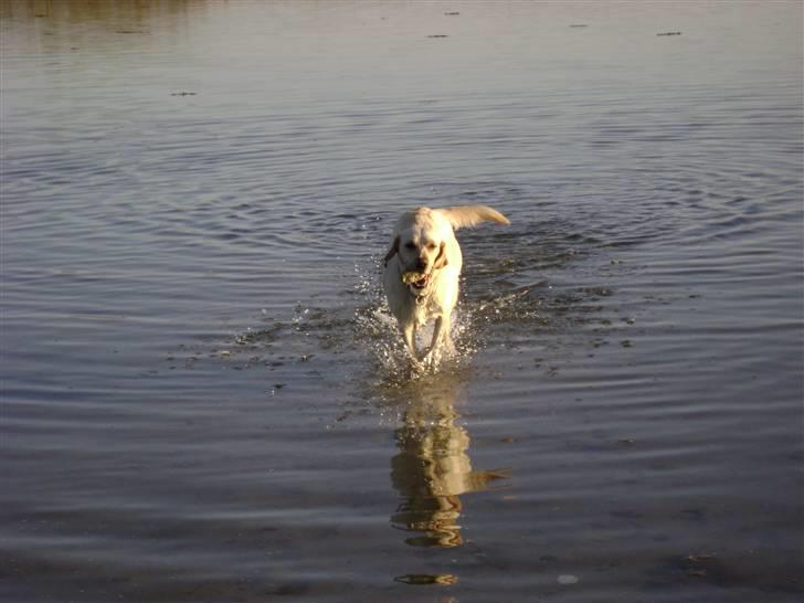 Labrador retriever Chiska - Min lille vand hund:D billede 5
