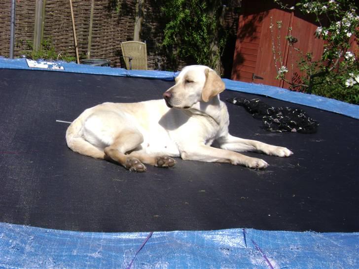 Labrador retriever Chiska - det er skøn og ligge her på trambolinen:D billede 6