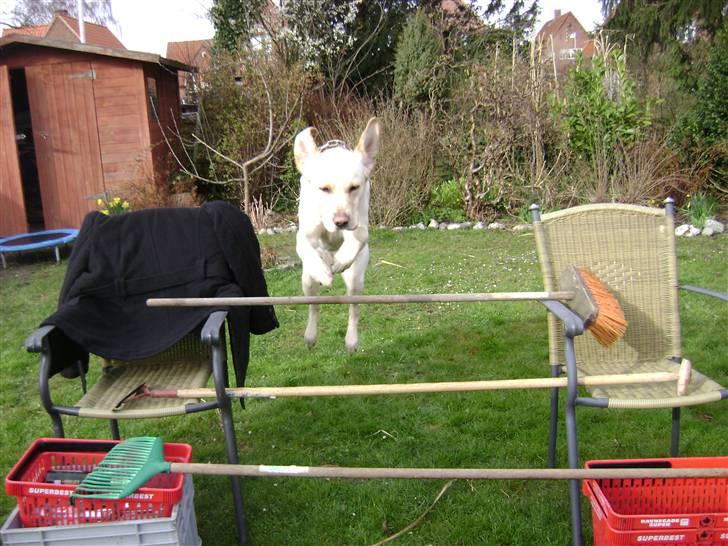 Labrador retriever Chiska - hopsa billede 7