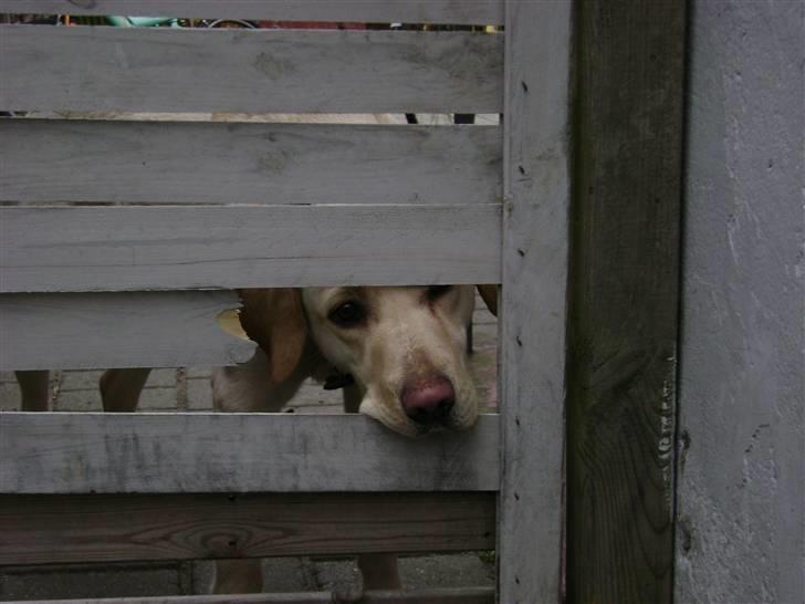 Labrador retriever Chiska billede 8