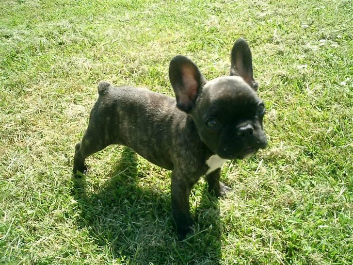 Fransk bulldog Bonzo RIP d. 7.4.10... billede 6