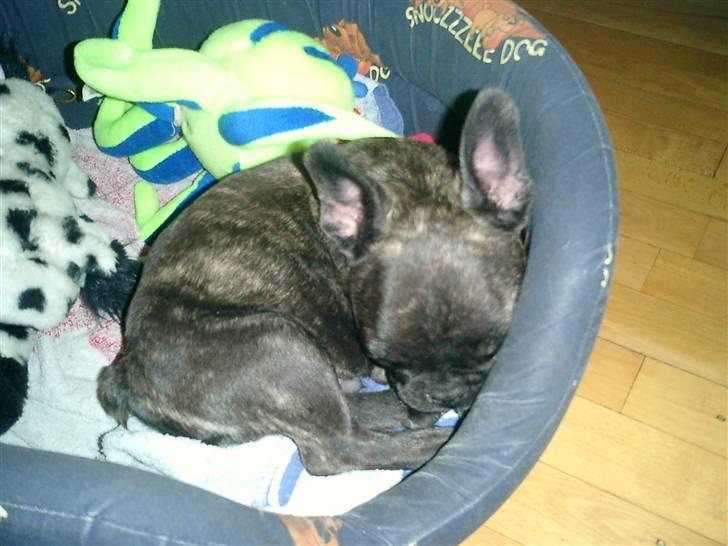 Fransk bulldog Bonzo RIP d. 7.4.10... - er blevet træt billede 7