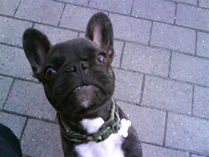 Fransk bulldog Bonzo RIP d. 7.4.10... - driller mor mens hun prøver at tage et super billede. sidder stille lige indtil mor trykker på knappen. hihi billede 8