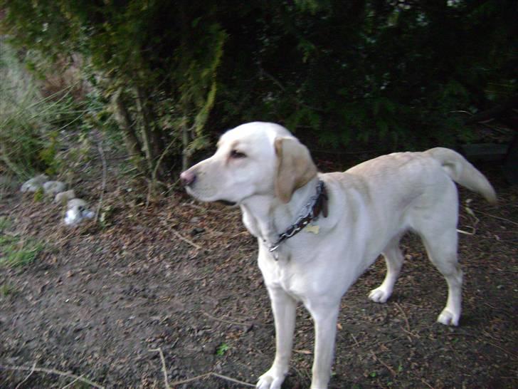 Labrador retriever Chiska billede 9