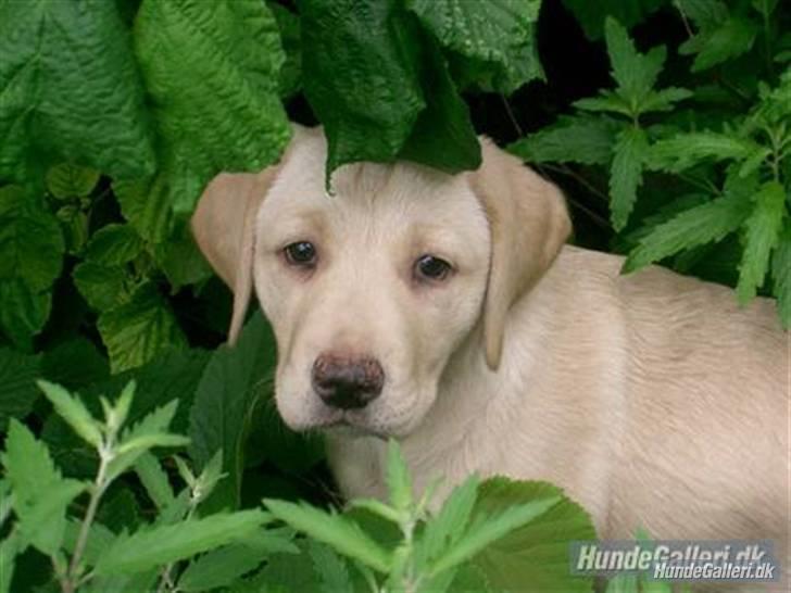 Labrador retriever Chiska billede 10