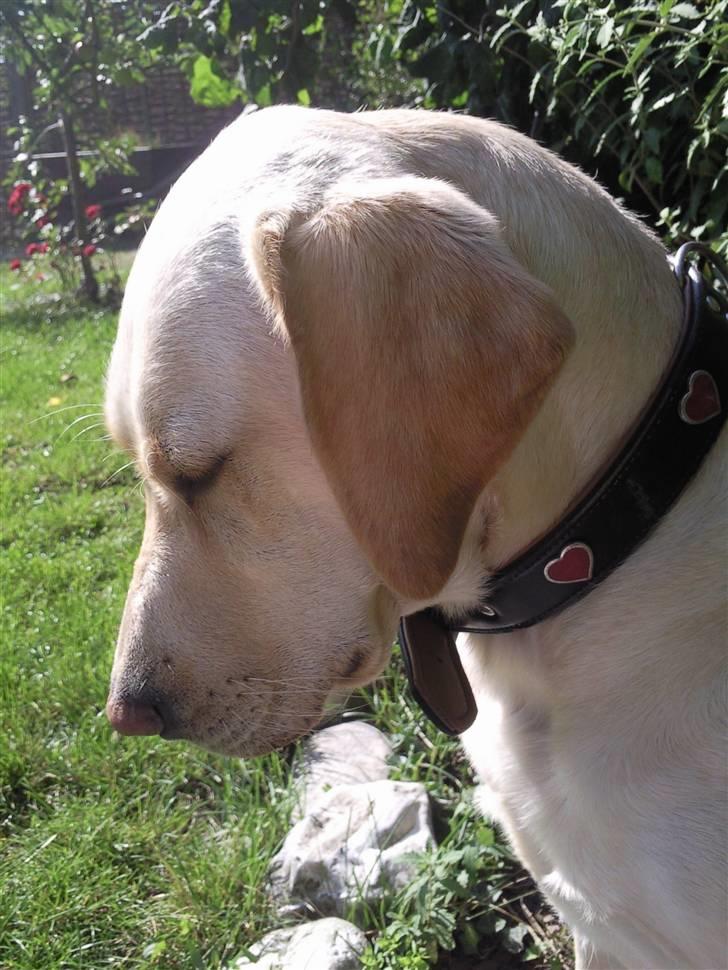 Labrador retriever Chiska billede 11