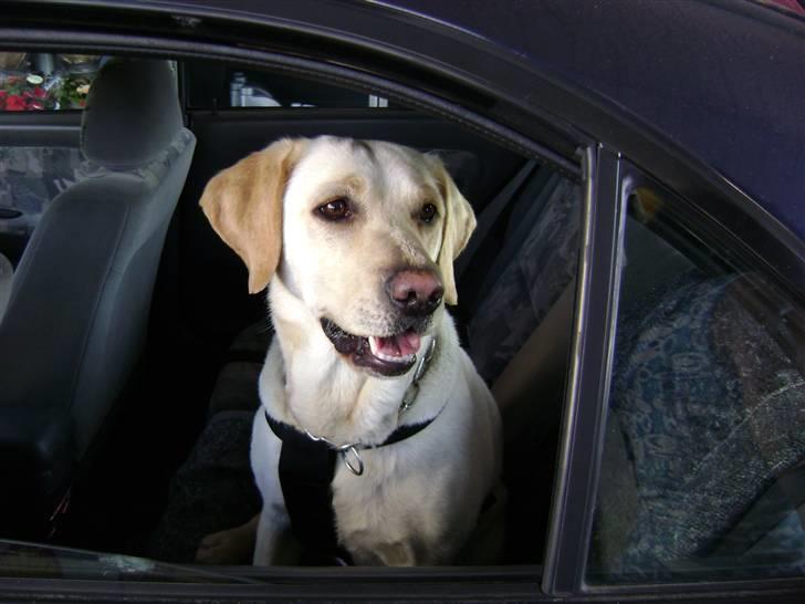 Labrador retriever Chiska billede 12