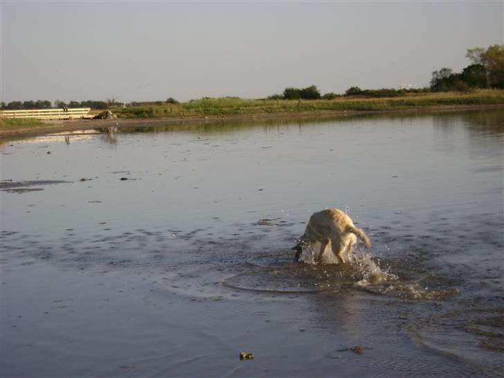 Labrador retriever Chiska billede 13