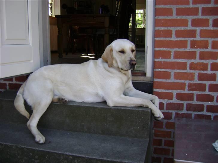 Labrador retriever Chiska billede 14