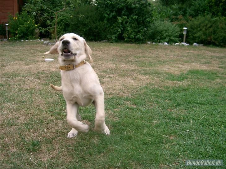 Labrador retriever Chiska billede 15