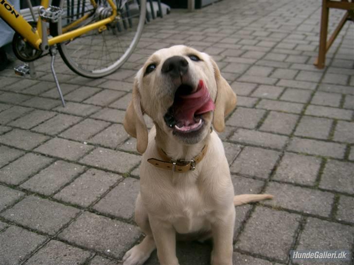 Labrador retriever Chiska billede 16