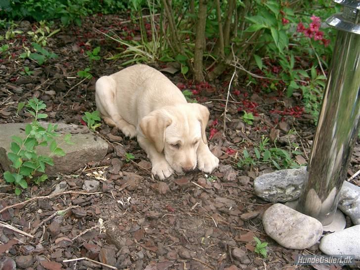 Labrador retriever Chiska billede 17