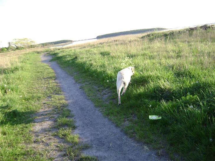 Labrador retriever Chiska billede 18