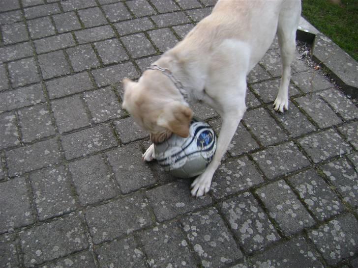 Labrador retriever Chiska billede 19