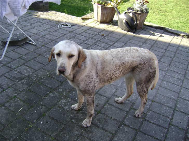 Labrador retriever Chiska billede 20