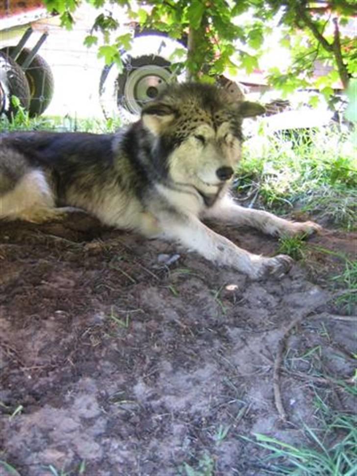 Alaskan malamute Ayrin - Mor og Far var så søde at sætte et stort kar med vand ud til os... så vi væltede os i det og tog en tur i sandet bagefter... billede 7