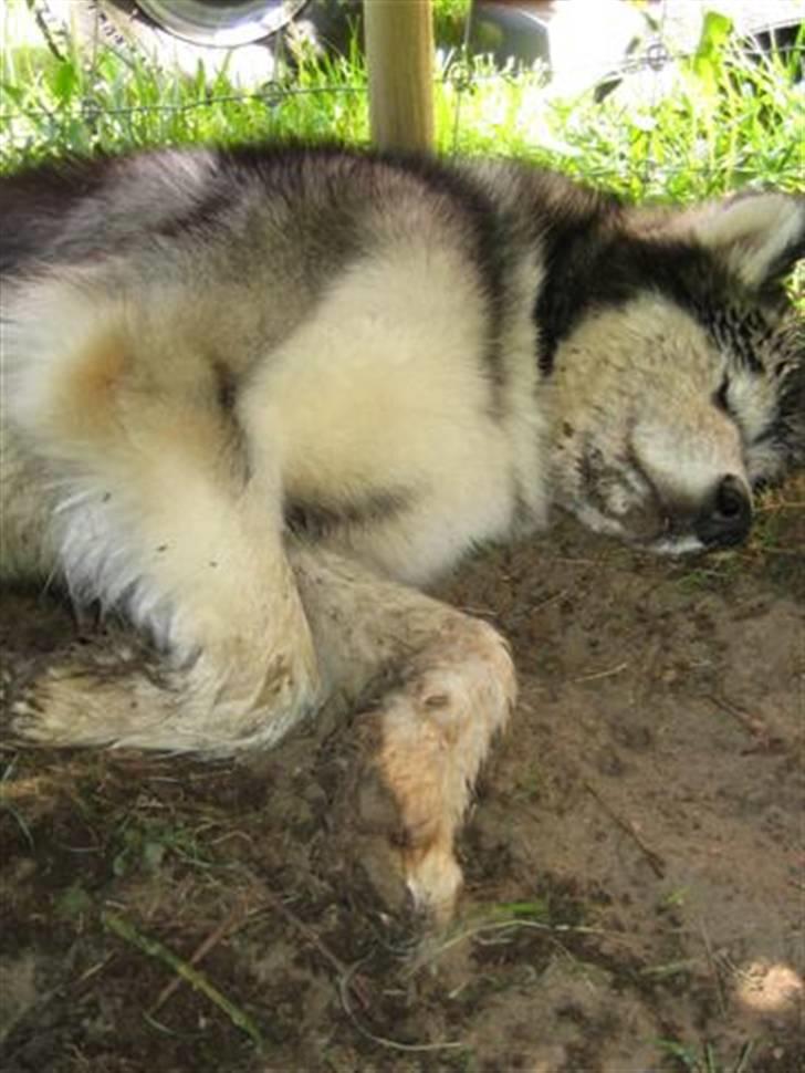 Alaskan malamute Ayrin - Det er nu dejligt her i skyggen billede 8