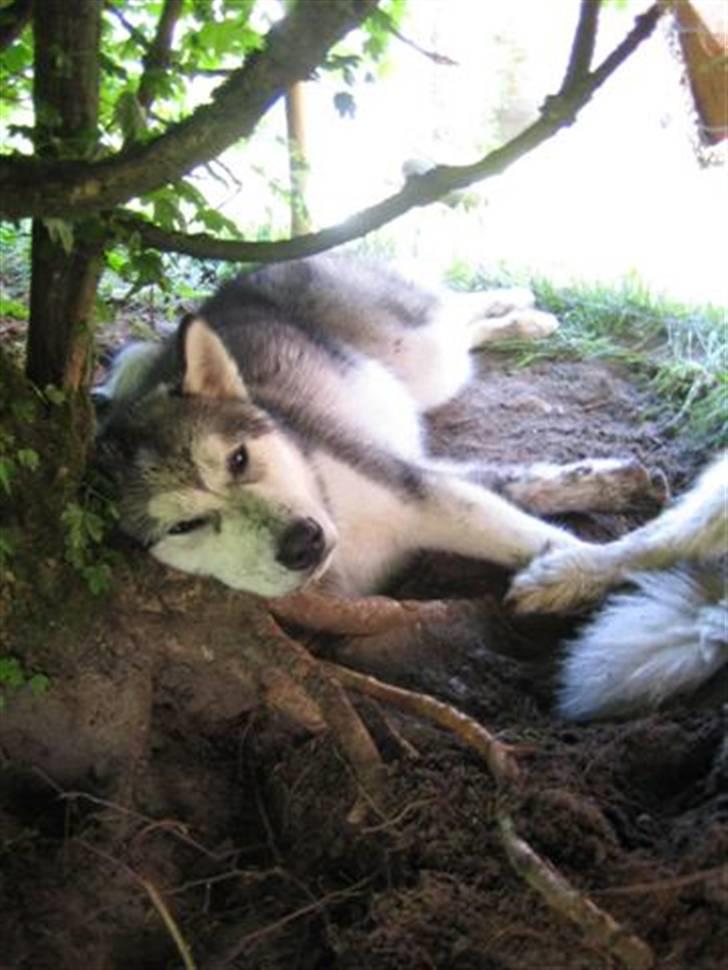 Alaskan malamute Bowie - Mudderhunden i hækkens skygge billede 14