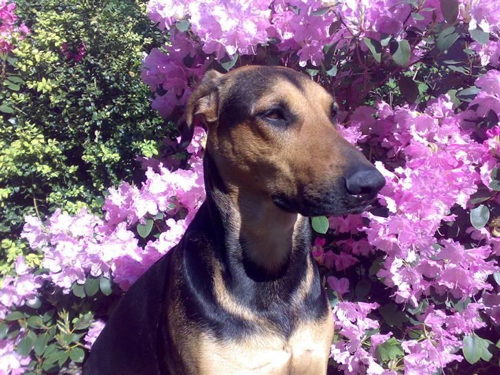 Blanding af racer Kleopatra aka. Kleo billede 8