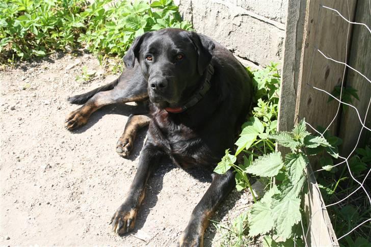 Blanding af racer Lunde - hvad laver du far? billede 1