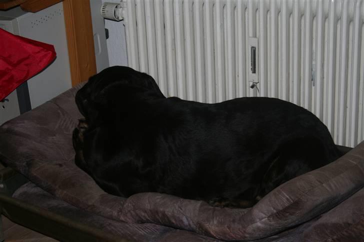 Blanding af racer Lunde - jeg gider ikke være med vis i fyrer mere fyrværkeri af!!! billede 2