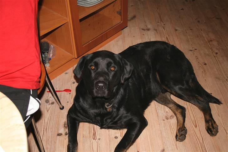 Blanding af racer Lunde - Jeg skal alså til at sove billede 3