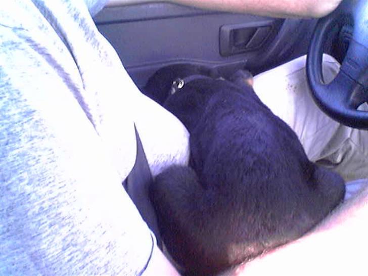 Blanding af racer Lunde - sove på far er det beste billede 4