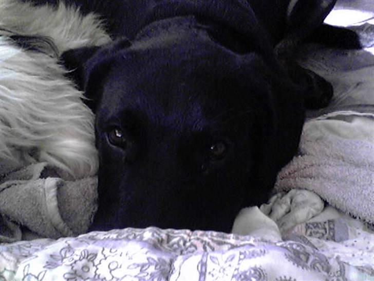 Blanding af racer Lunde - se mig er jeg ikke sød? billede 5