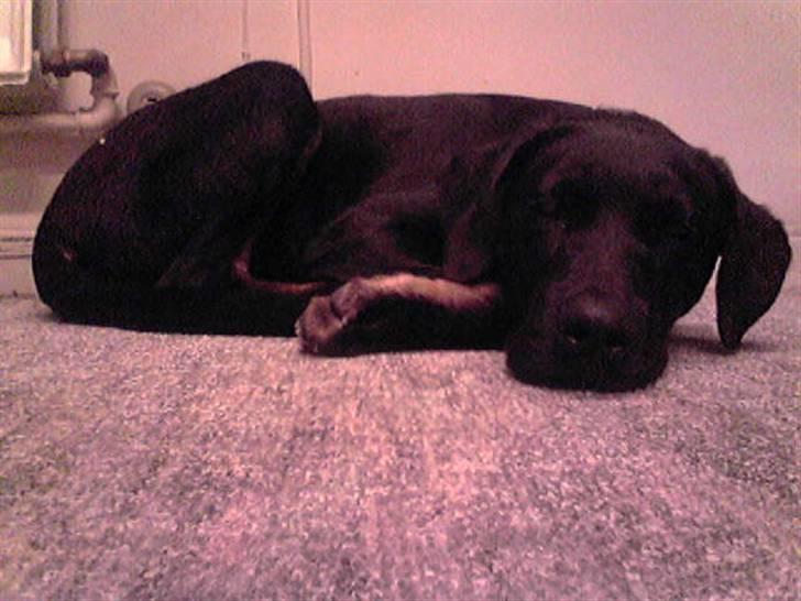 Blanding af racer Lunde - hej jeg sover billede 6