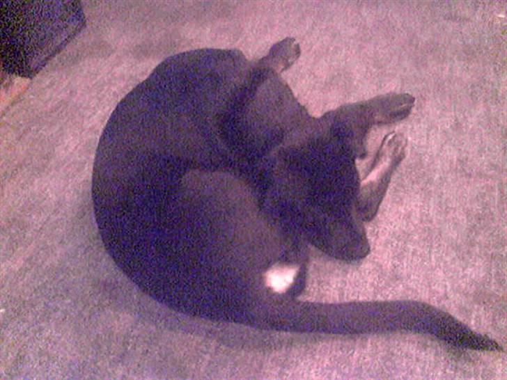 Blanding af racer Lunde - hvad ???? en hale den bevæger sig? den skal dø!!! billede 7