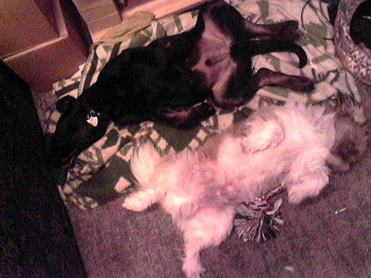 Blanding af racer Lunde - sove er best billede 8