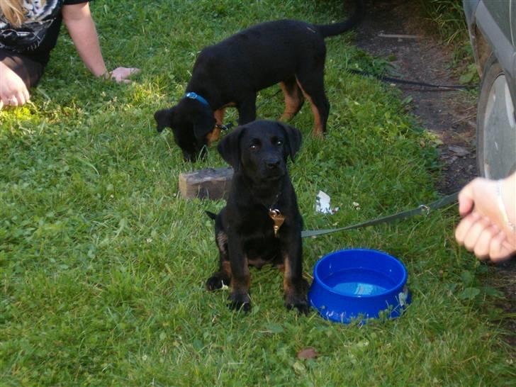 Blanding af racer Lunde - hej jeg er lige blevet vægget billede 9