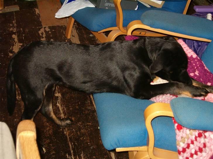 Blanding af racer Lunde - kan jeg må komme der op? billede 10