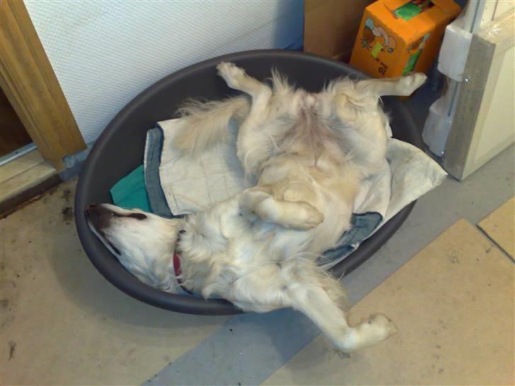 Golden retriever Mille - Velkommen til min profil <3.  Jaah jeg ligger lige og sover lidt (haha hun sover sååh mærkeligt) billede 1