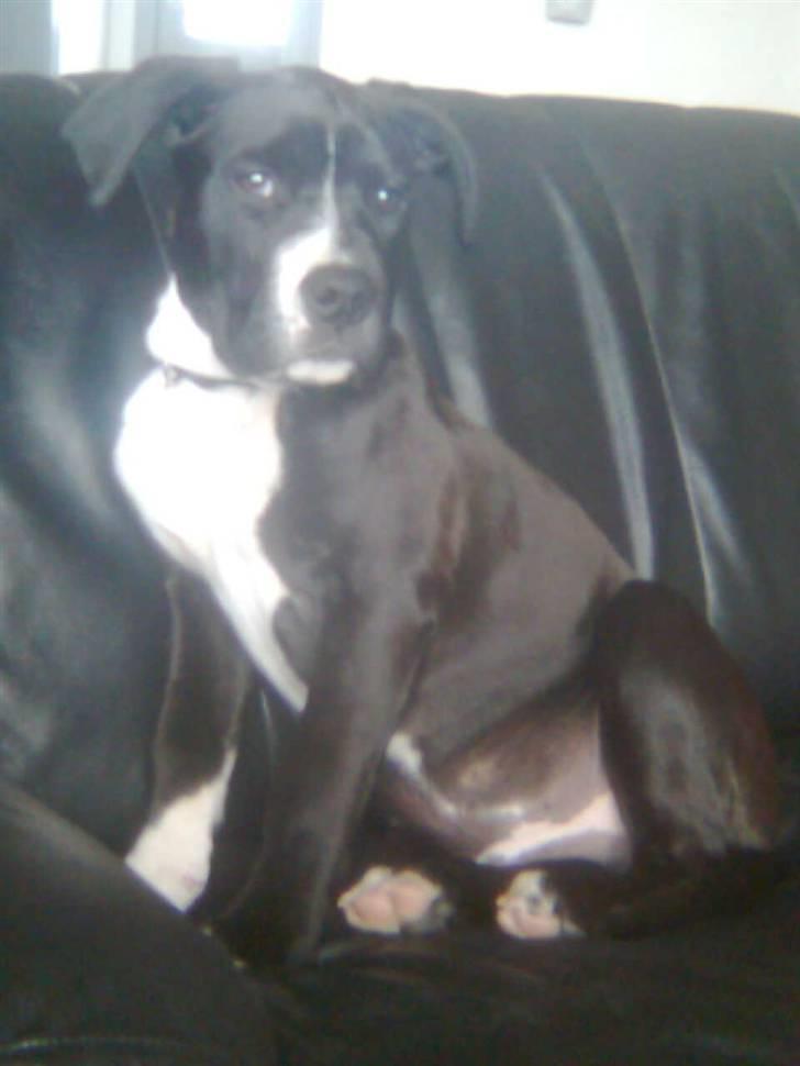 Amerikansk staffordshire terrier Kenzo - Kenzo billede 1