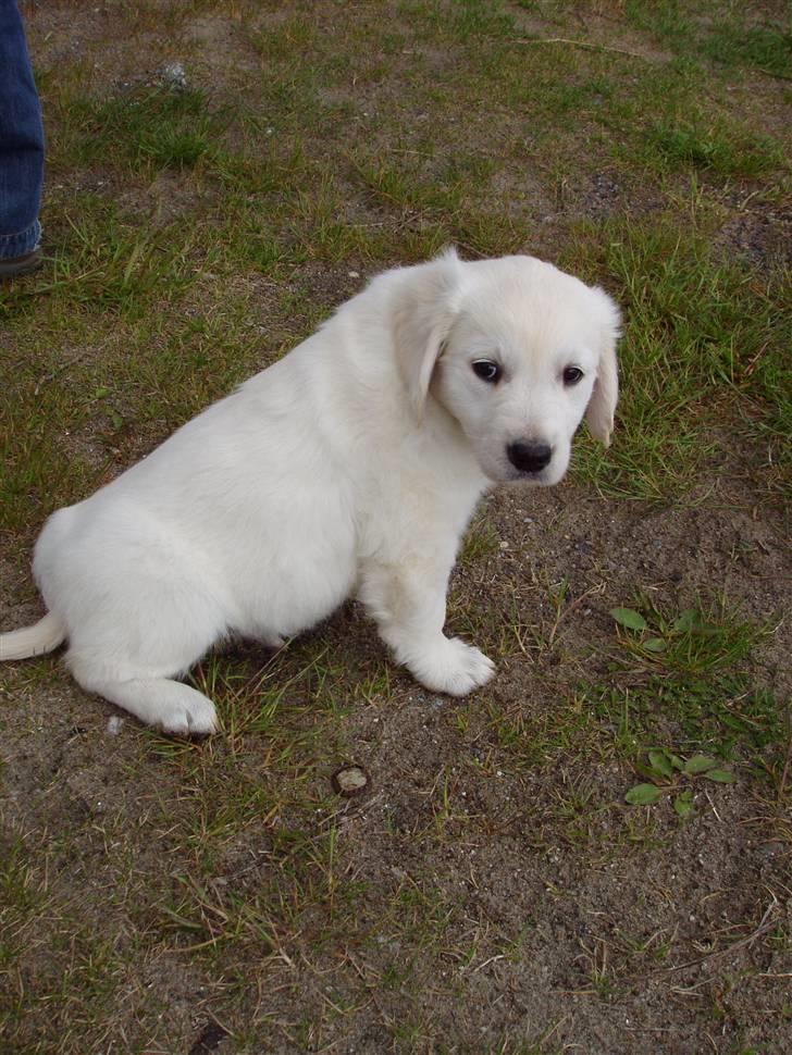 Golden retriever Mille - Ude i haven foto Martin billede 2