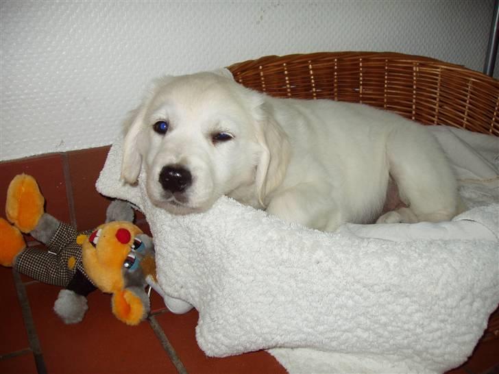 Golden retriever Mille - I kurven foto Celine billede 3