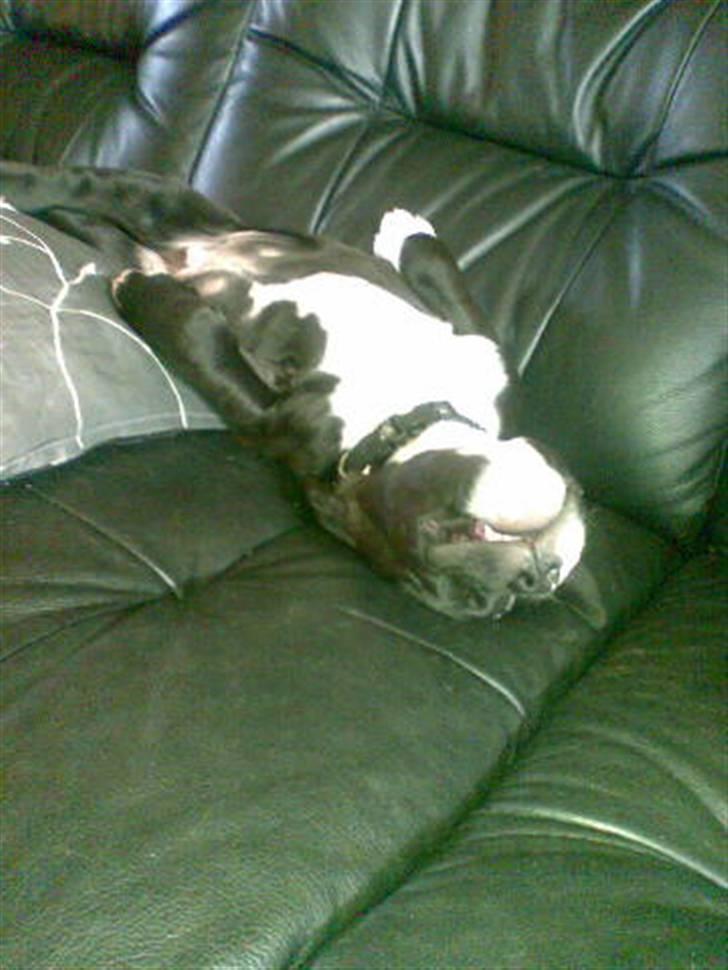 Amerikansk staffordshire terrier Kenzo - Sådan sover han tit :D billede 2