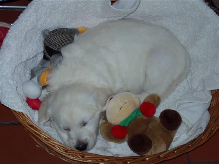 Golden retriever Mille - Her sover jeg foto Celine billede 4