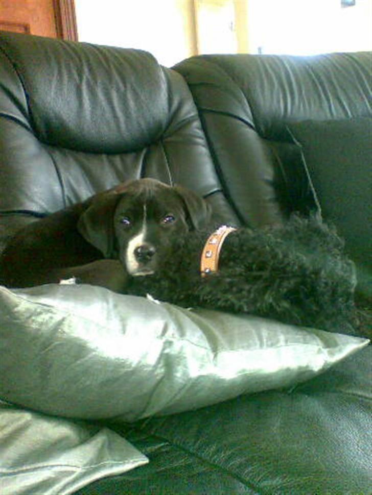 Amerikansk staffordshire terrier Kenzo - Kenzo´s bedste ven er en pudel hund billede 3