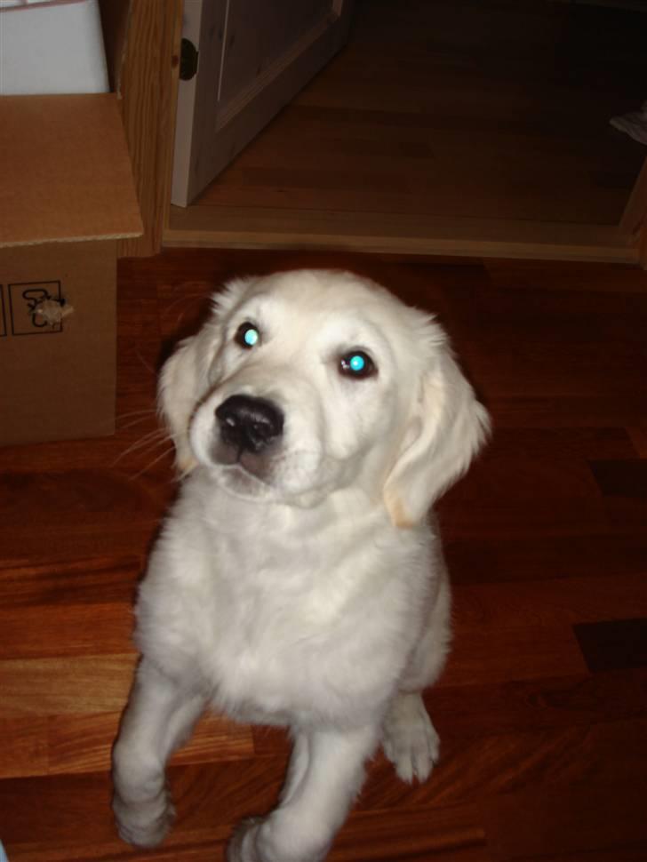 Golden retriever Mille - Se mig er jeg ikke dygtig foto Lene billede 5