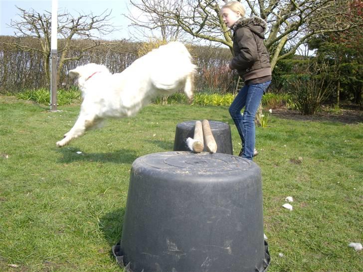 Golden retriever Mille - spring. elsker at springe <´33 billede 6