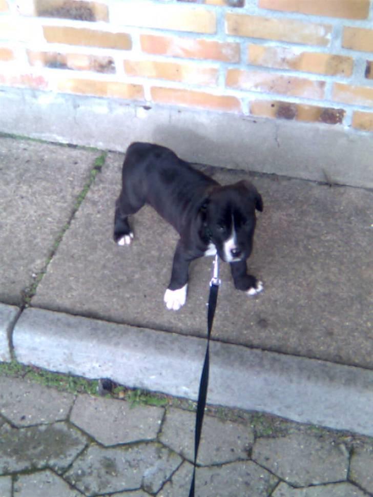 Amerikansk staffordshire terrier Kenzo - Kenzo billede 4