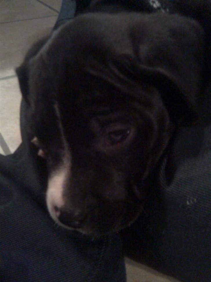 Amerikansk staffordshire terrier Kenzo - Her havde vi lige fået ham, der var han ikke stor:) billede 5