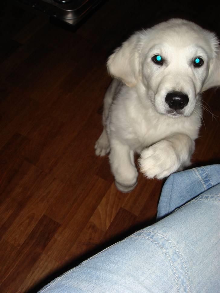 Golden retriever Mille - foto Lene billede 7