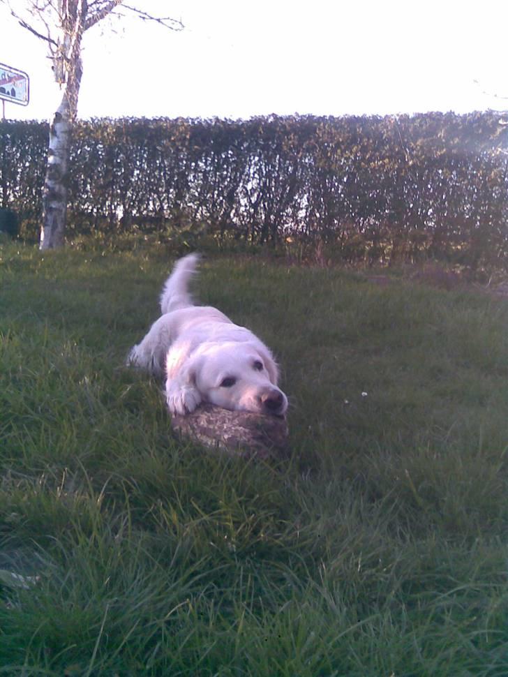 Golden retriever Mille - Ja hun elsker altså den tra nisse XD billede 8