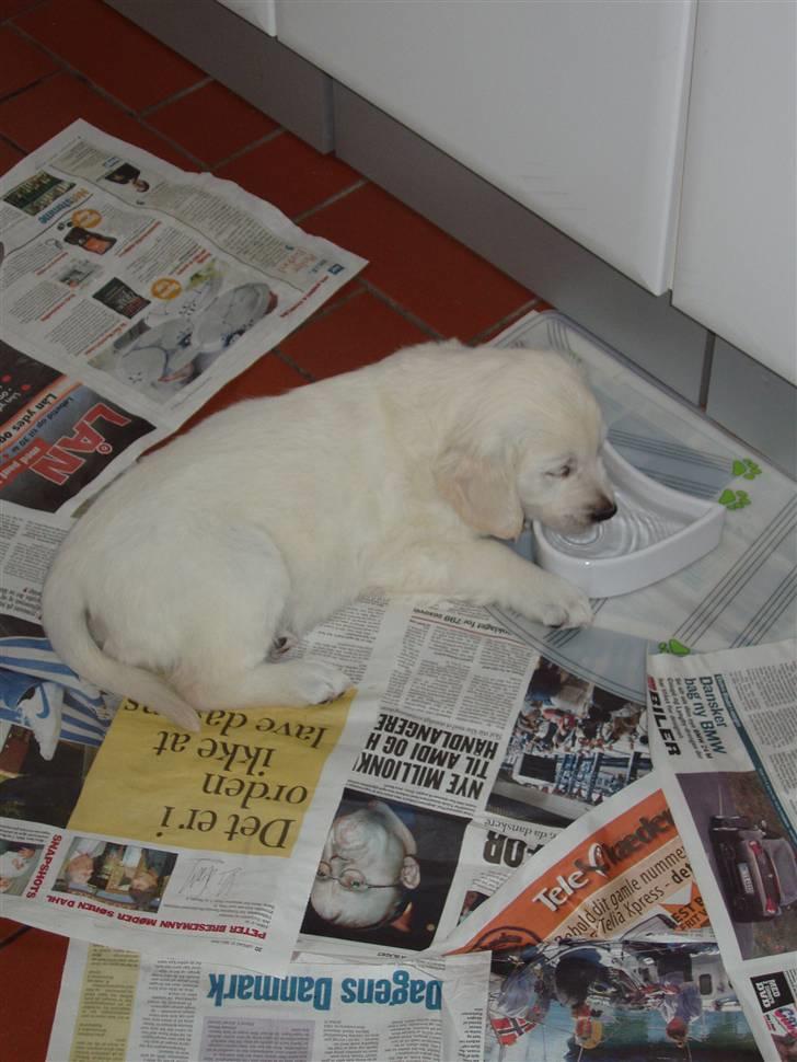 Golden retriever Mille - foto Lene billede 9