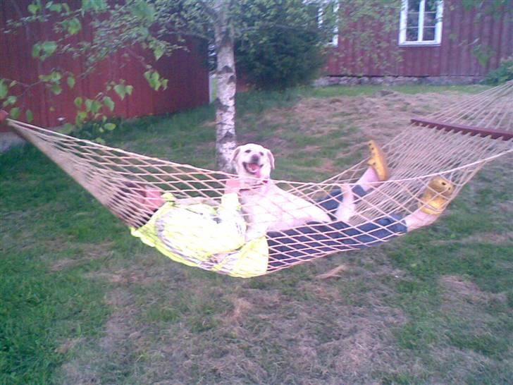 Blanding af racer MY billede 16