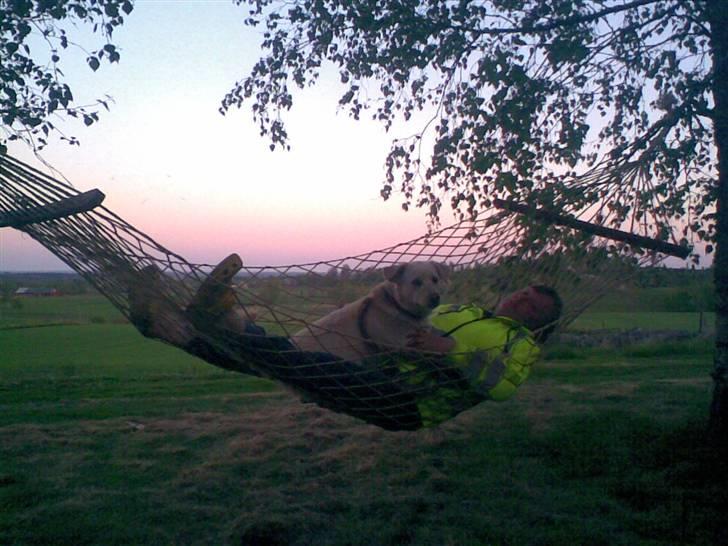 Blanding af racer MY billede 19